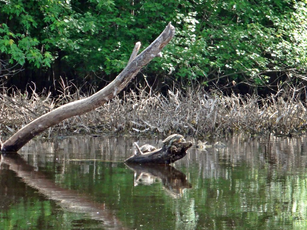Two turtles bask on a protruding snag near the bank of Constance Creek.