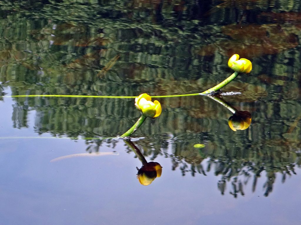 Two yellow pond lilies reflect in the calm water of Constance Creek.