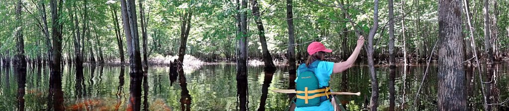 A panorama photograph shows a women sitting in the front of a canoe in a flooded silver maple swamp.