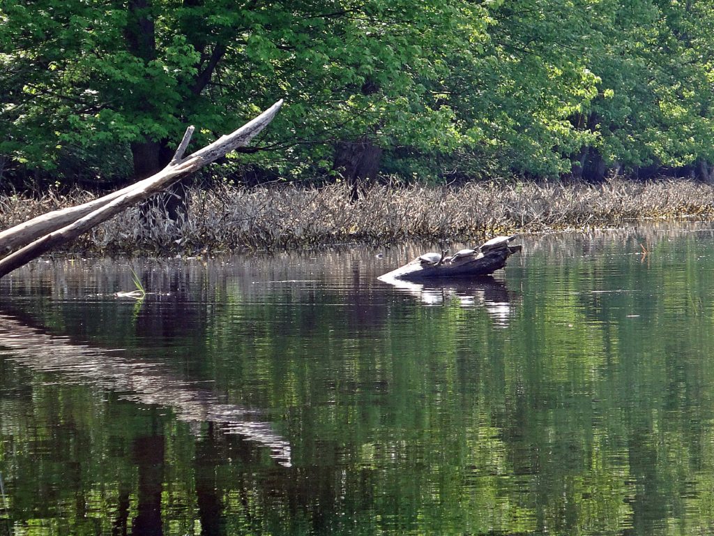 Three turtles bask on the projecting end of a log near the bank of Constance Creek. The treed shoreline reflects in the calm water.