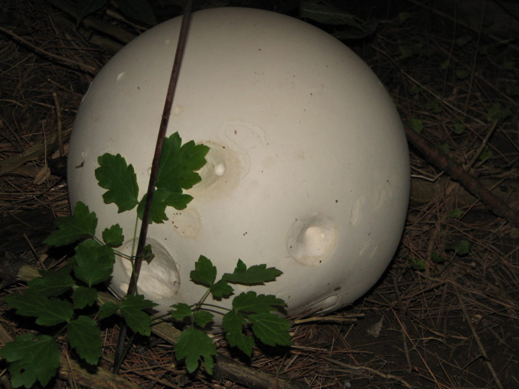 The large, white orb of a Giant Puffball, Calvatia gigantea, grows in the darkness of a forest.