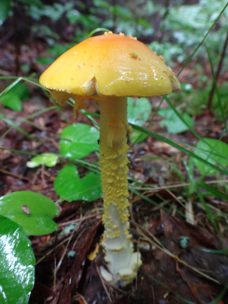 A beautiful, but deadly Frost's Amanita sprouts from the forest floor.
