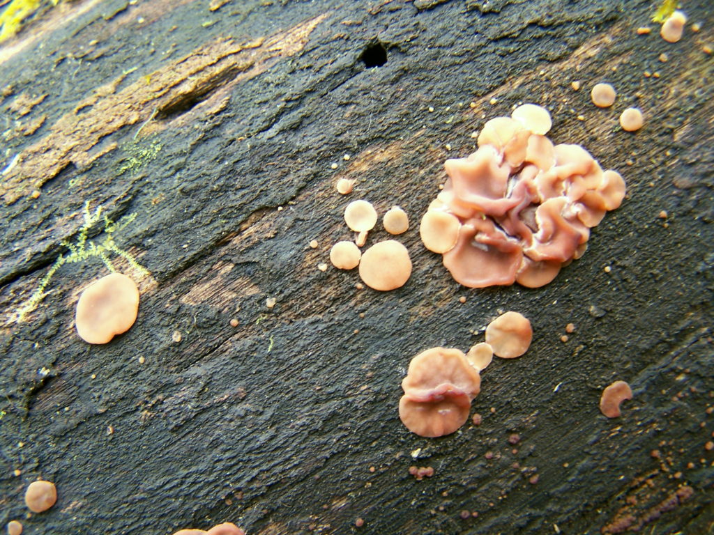 A cluster of small, brown cups of Ascocoryne cylichnium grow on a weathered log.
