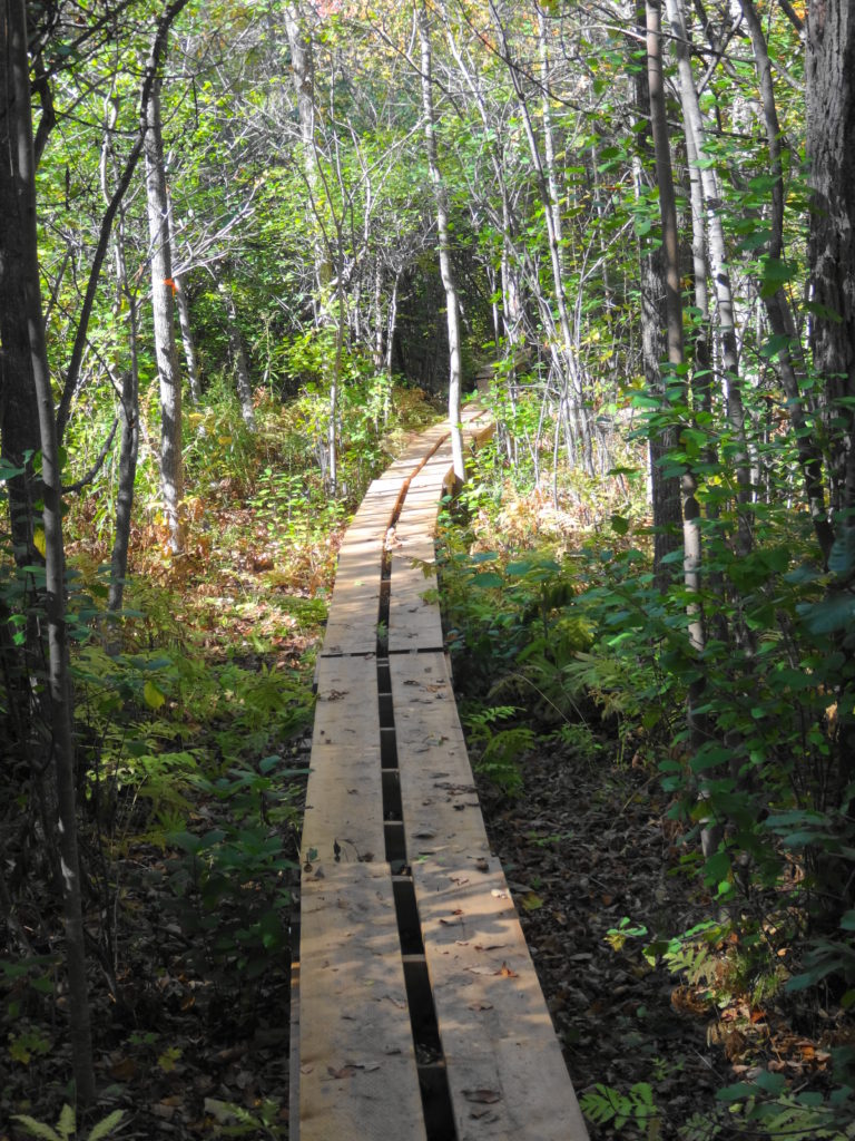 A narrow boardwalk crosses a swampy section of the Crazy Horse Trail.