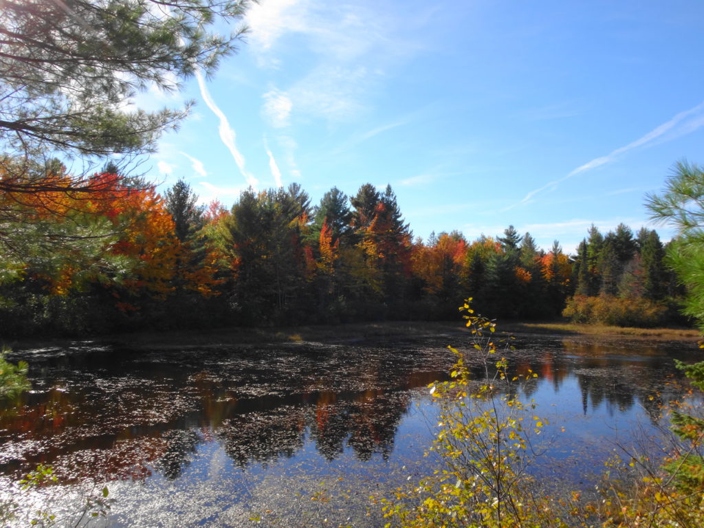 Red and gold autumn foliage shines amid dark conifer trees on the far side a large beaverpond.