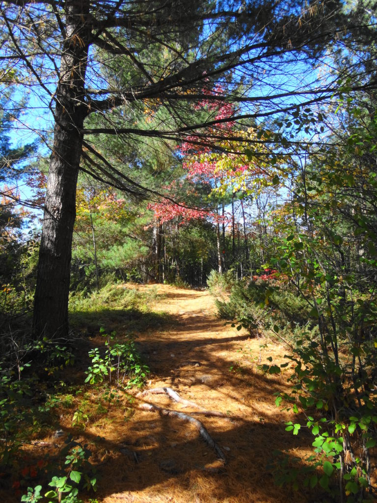 A needle-covered hiking trail rises gently under a pine tree.