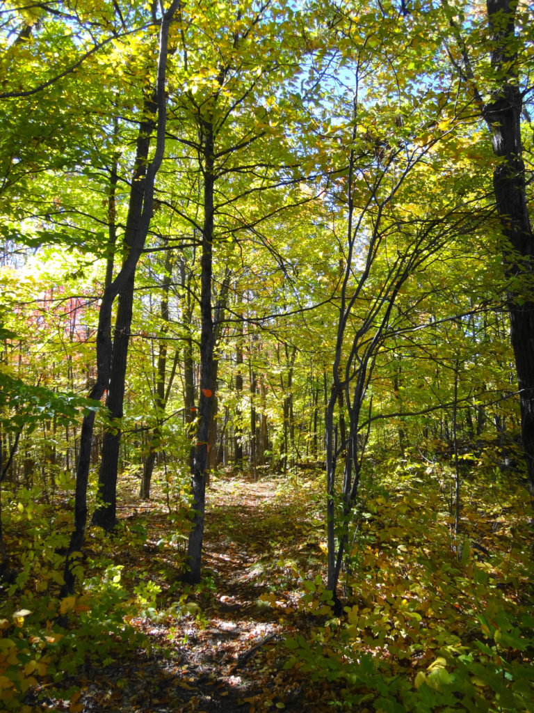 A hiking trail climbs gently through a golden, autumn forest.