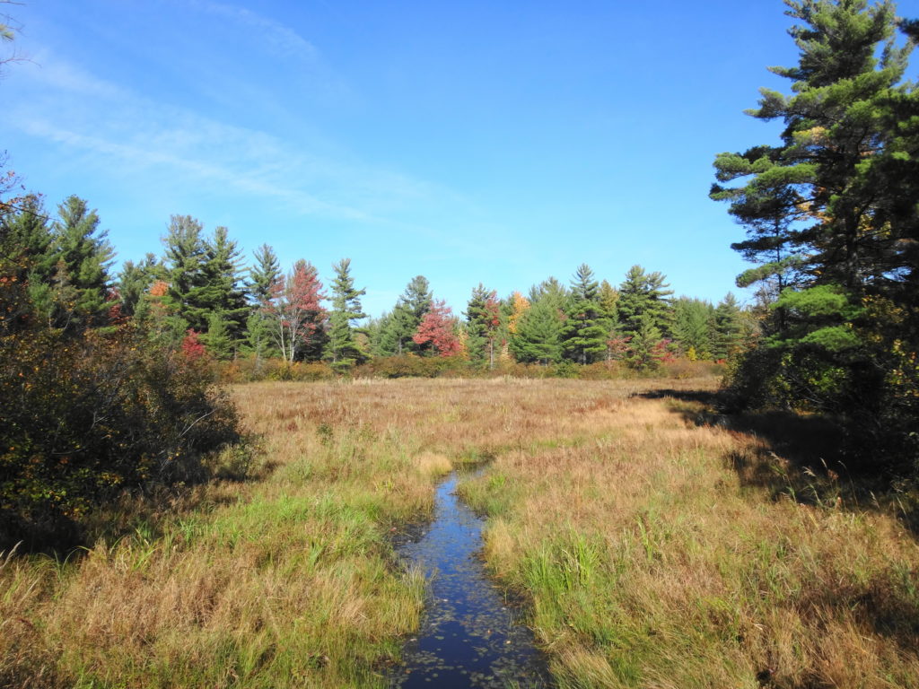 An open fen of sedges and herbs lies along the trail.