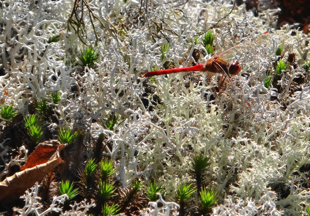 A scarlet dragonfly rests on a dense bed of white lichen.