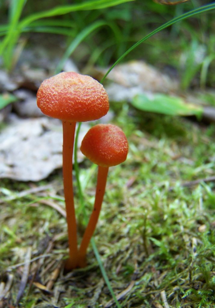 Two small Chanterelle Waxcaps grow from a bed of moss.