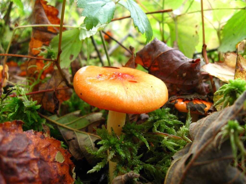 An unknown species of little brown mushroom grows from the mossy forest floor.
