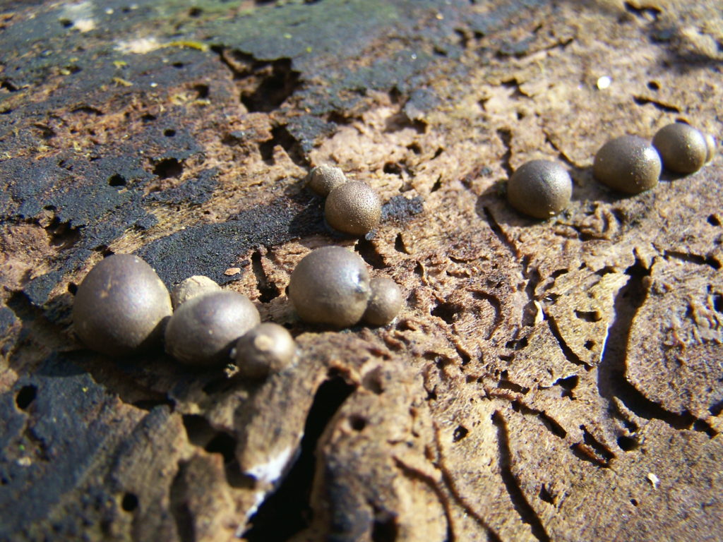 A cluster of small, dark, spherical fungi called Lasiosphaerica spermoides fruits on a weathered log.