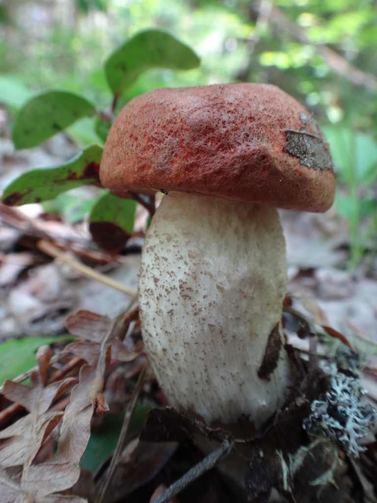 Leccinum aurantiacum, or Orange Bolete, is a a stout mushroom with an orange cap and thick white stem.