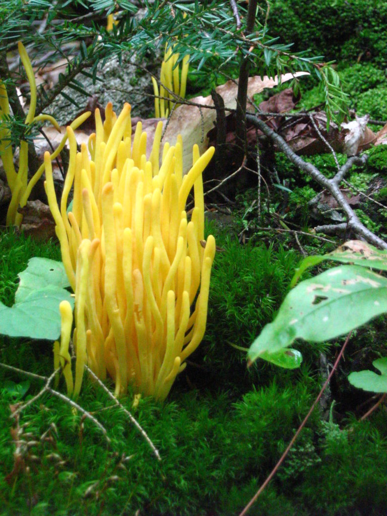 Claculinopsis fusiformis, or Spindle-shaped Coral, sprouts from a bed of moss like a cluster of bright yellow fingers.