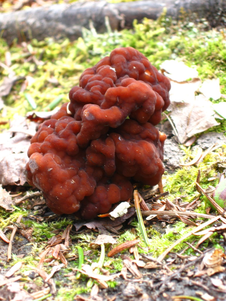 A brown, wrinkled False Morel, Gyromitra esculenta, grows on the forest floor.