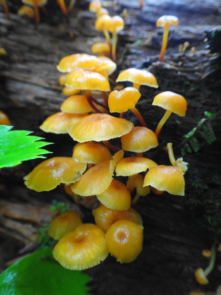 A cluster of delicate, yellow-brown mushrooms called Xeromphalina campanella sprouts from a well-decayed log.