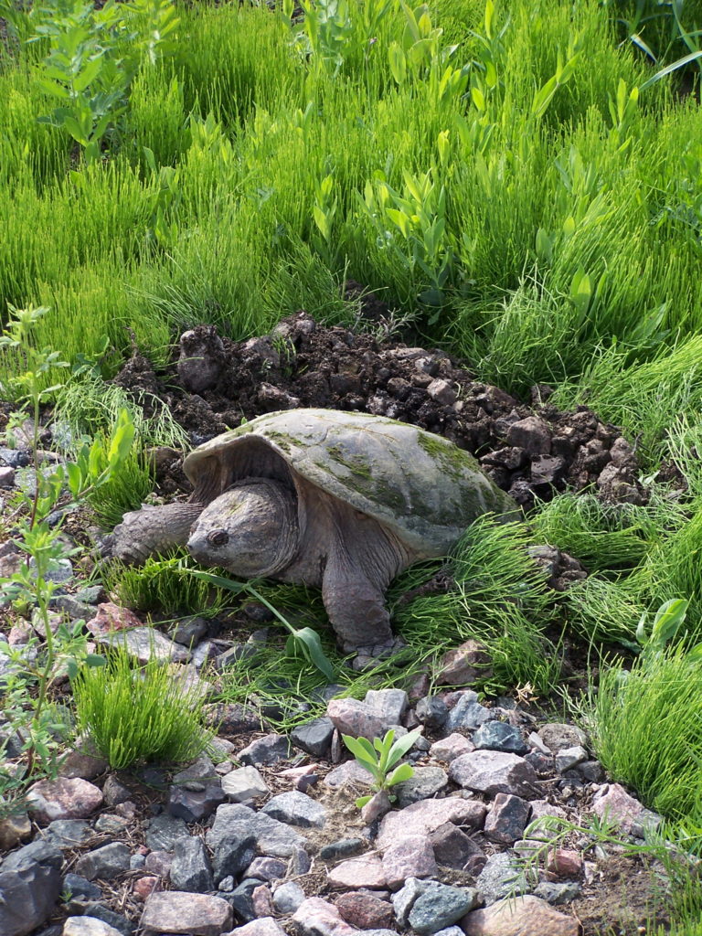 A snapping turtle lays her eggs on a railway embankment in the South March Highlands