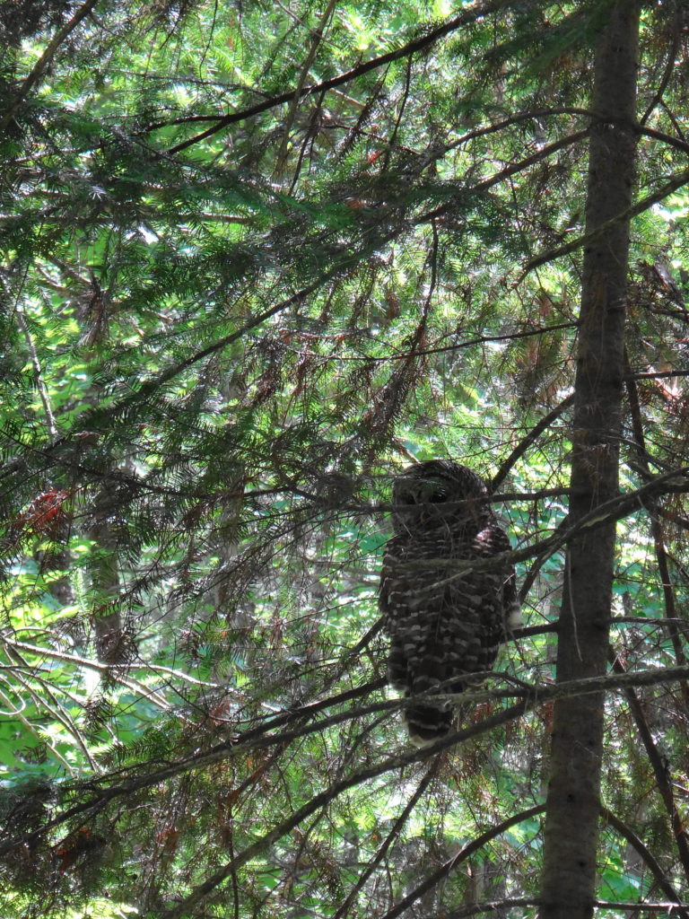 A barred owl sits in the lower branches of a fir tree in the Four Seasons Conservation Forest in Deep River