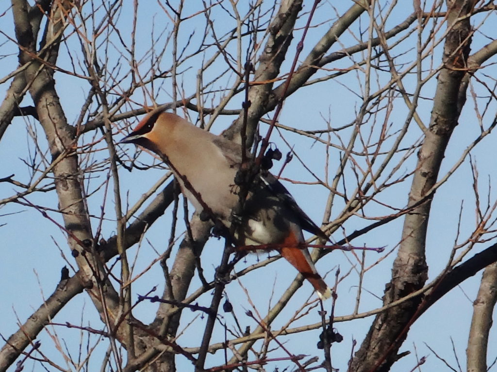 A bohemian waxwing sits in the branches of a tree beside the Ottawa River