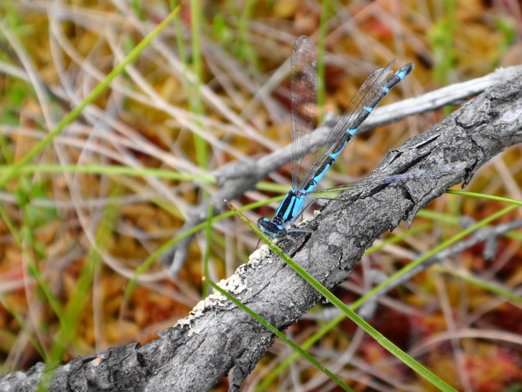 A female boreal bluet damselfly perches on a branch in fen in Deep River
