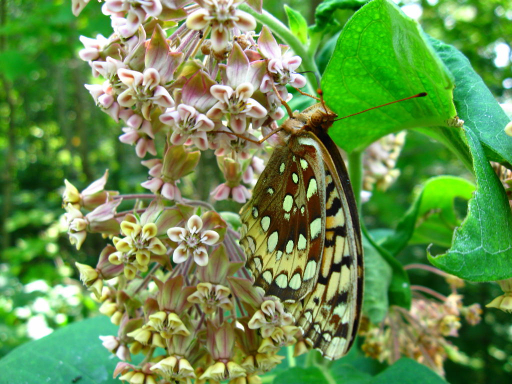 A butterfly feeds on milkweed in Deep River