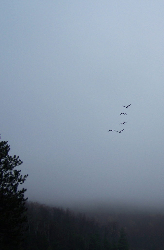 Five Canada geese fly over Green Lake on a misty spring morning