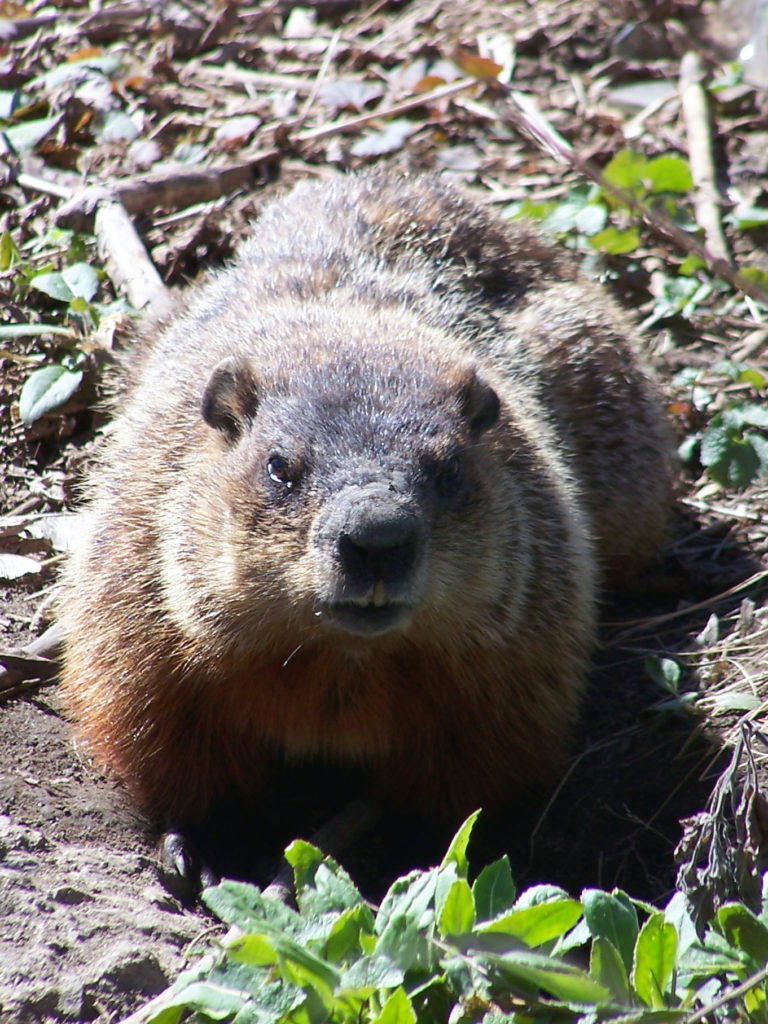 A groundhog looks into the camera in thicket beside the Rideau River