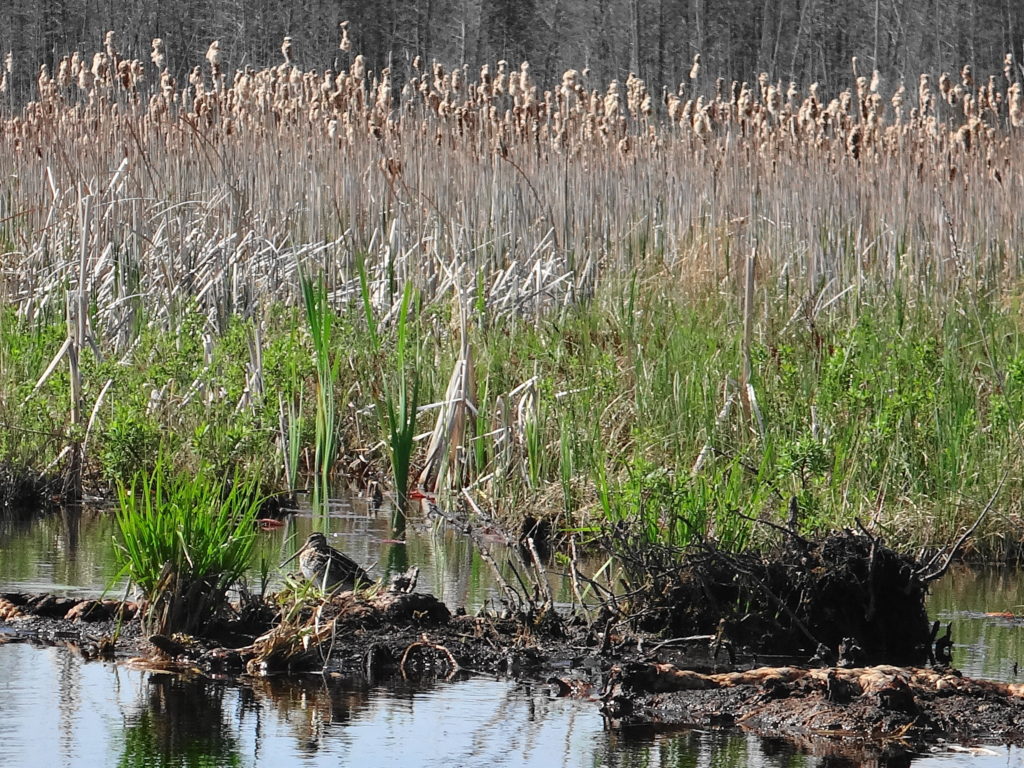 A common snipe stands on a bank of organic muck in Manion Long Swamp