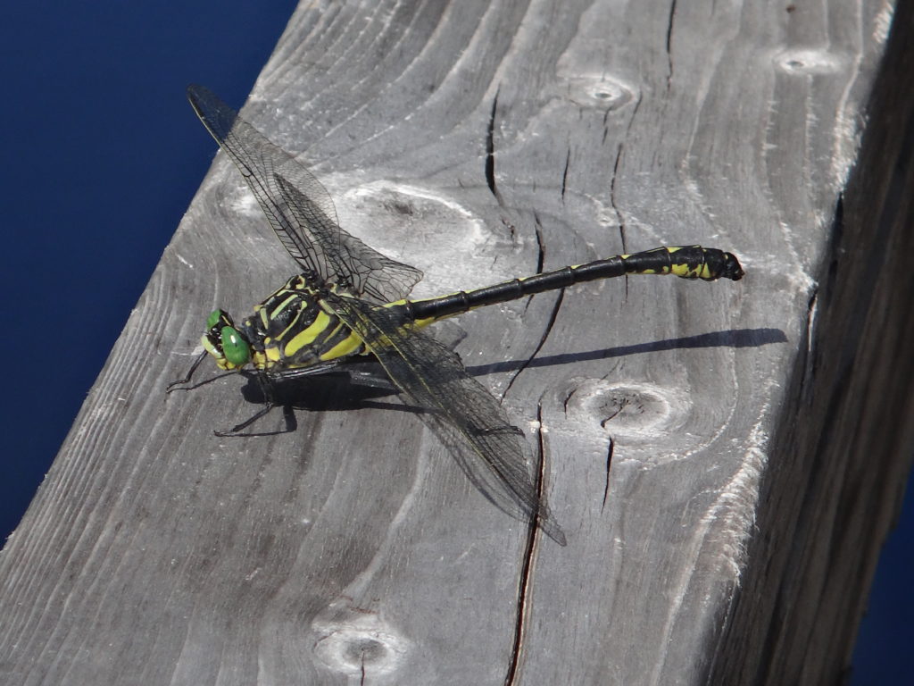 A large green and black dragonhunter sits on a board beside the Chalk River