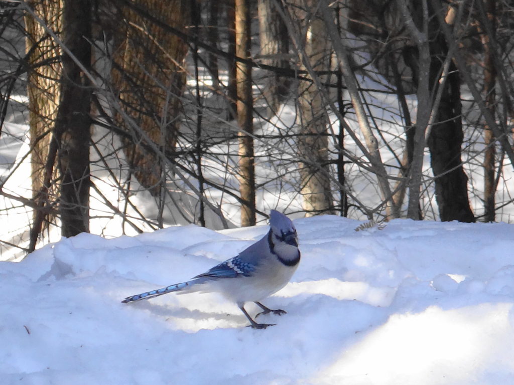 A blue jay sits on the snow along the Lime Kiln Trail in Ottawa's Greenbelt