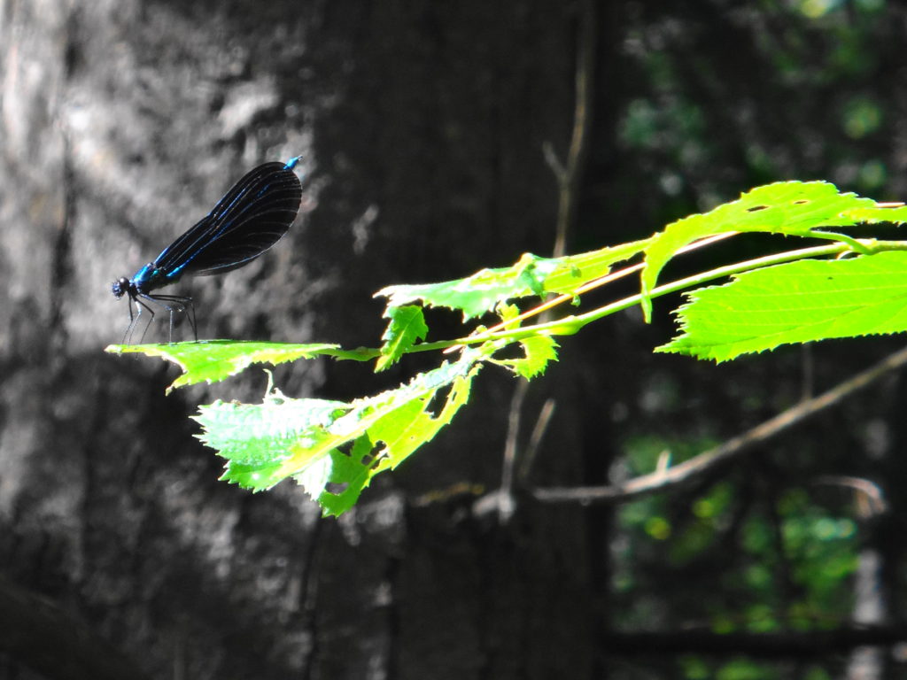 An ebony jewelwing rests on a sunlit leaf in Deep River