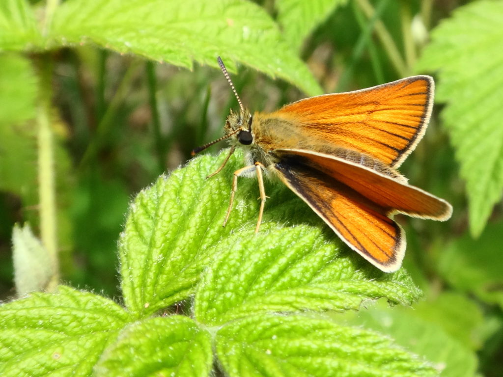 A European skipper rests on raspberry leaves in a clearing in Deep River