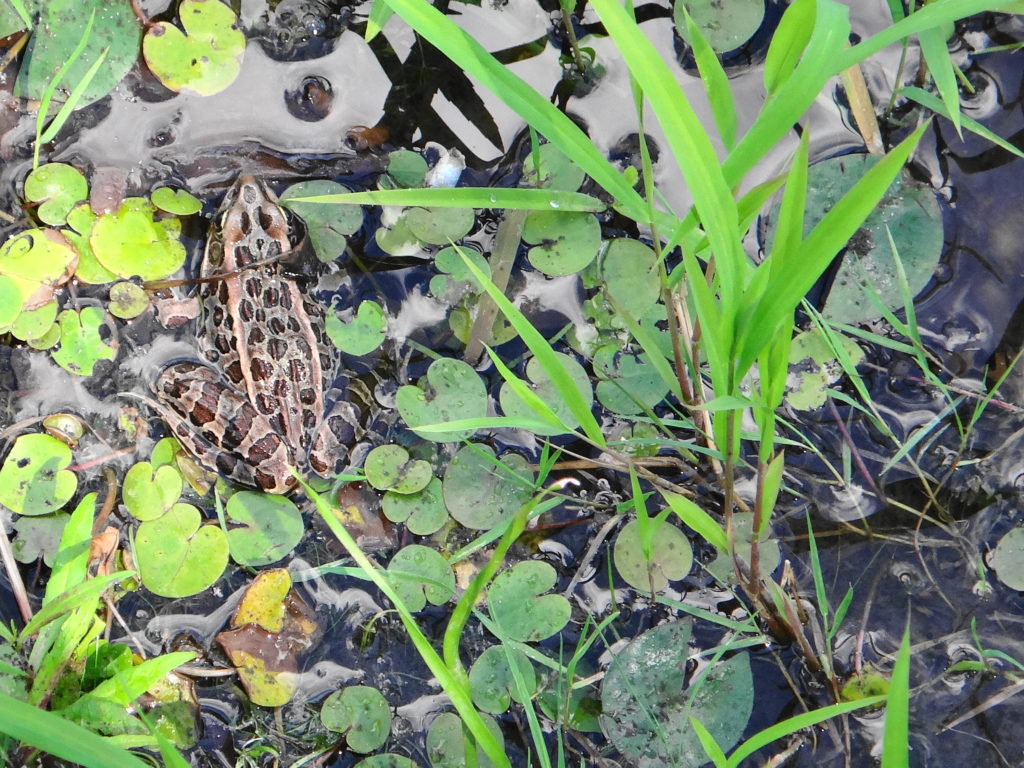 A leopard frog sits in the shallows of pond
