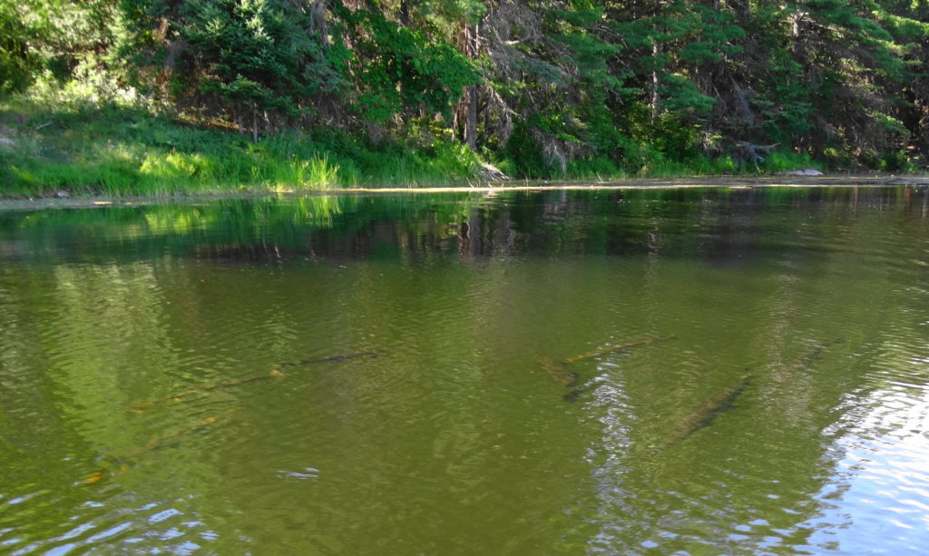 A school of longnosed gar bask near the surface in a pool along the Snye River