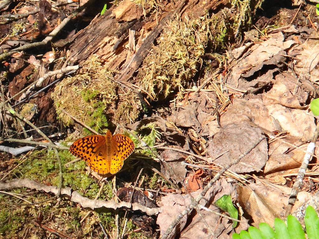 A great spangled frittary suns itself on the forest floor in Deep River
