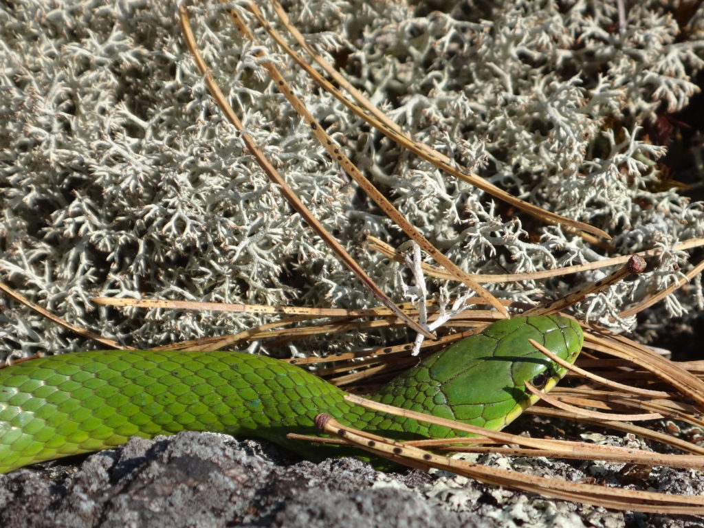 A close-up photograph of a smooth green snake in the Carp Hills
