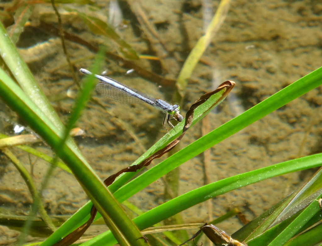 An eastern forktail damselfly perches on a reed along the Mississippi River, Ontario