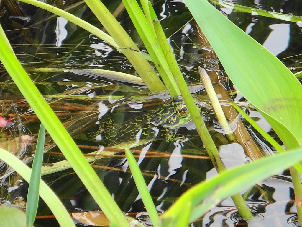 A mink frog peaks from the water in marsh along the Chalk River