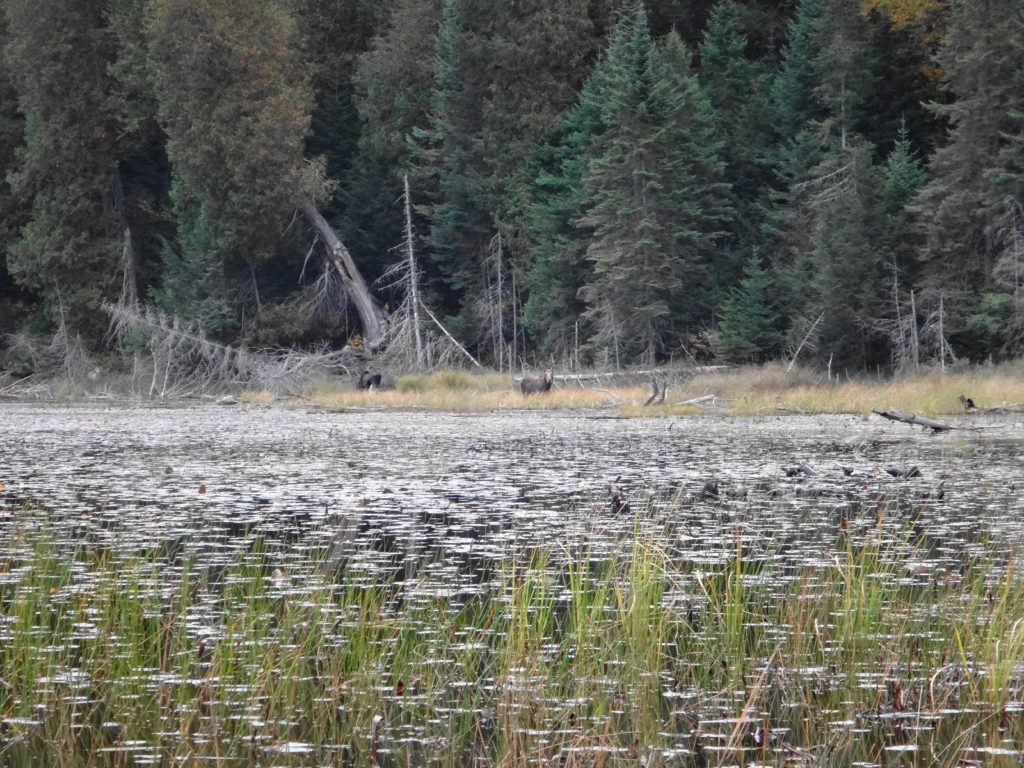 A cow and young moose feed in the shallows of a marsh in Algonquin Park
