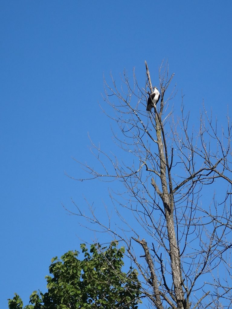 An osprey perches high in a tree overlooking the Rideau River