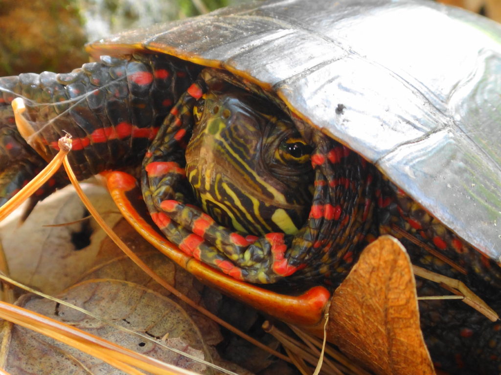 A close-up photograph of the head of a basking painted turtle in Frontenac Park