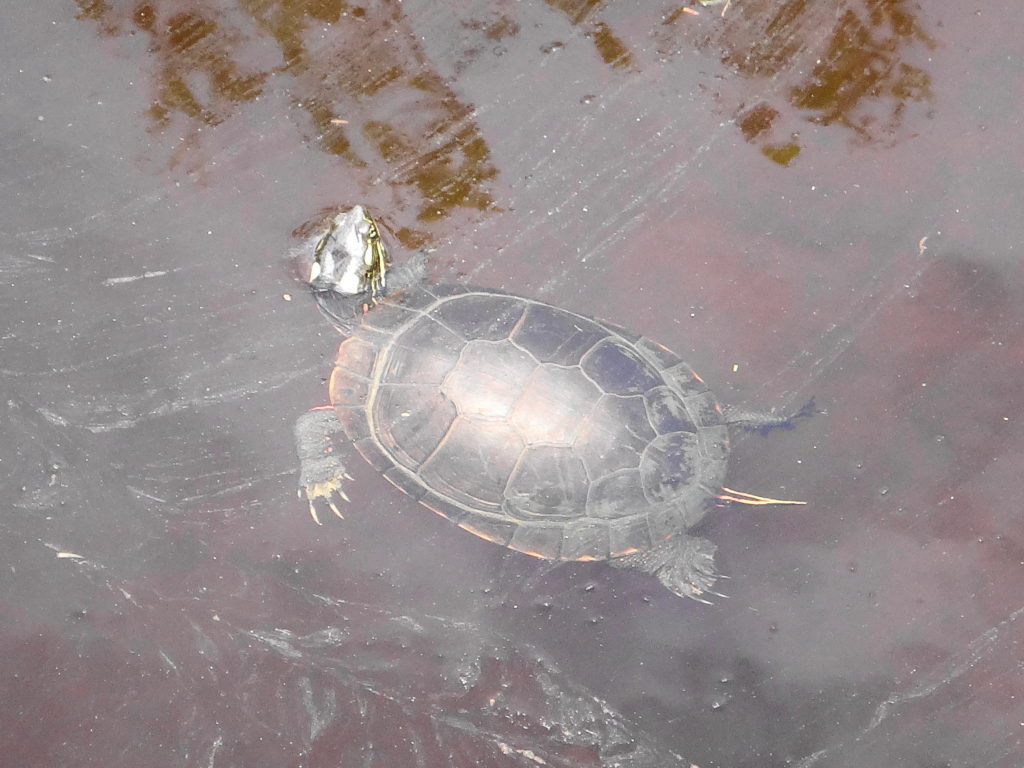 A small painted turtle surfaces in a stream in Deep River