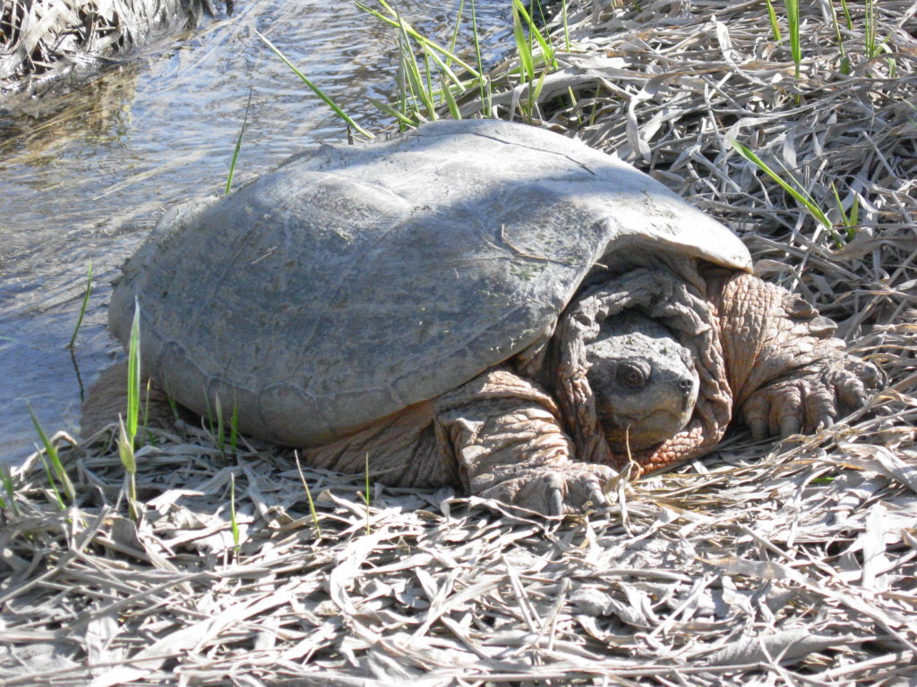A large snapping turtle basks in the early spring sun beside a small stream on the Ottawa River shoreline near Petrie Island