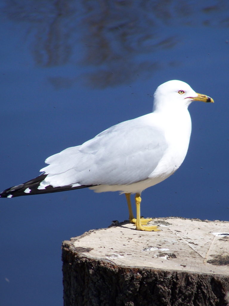A brilliant ring-billed gull perches on the top of a snag on the Rideau River