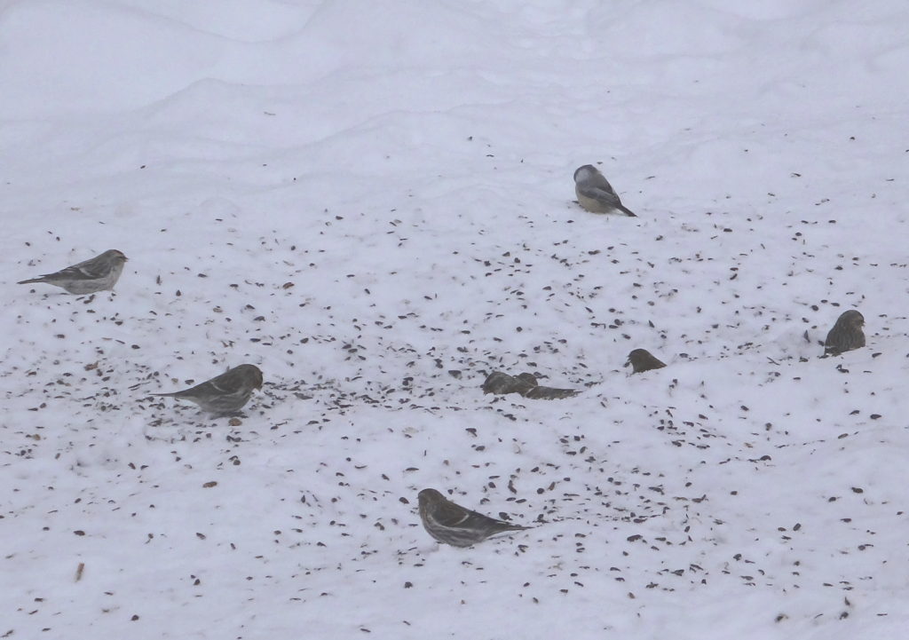 Redpolls feed on spilled seed on the snow below a feeder in Gatineau Park