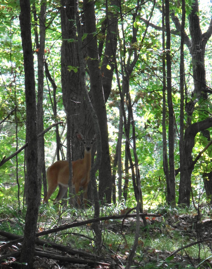 A whitetail deer doe stares toward the camera from a wooded slope in Frontenac Park