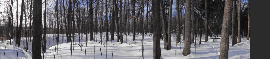 A blanket of snow covers the floor of a mature deciduous forest.
