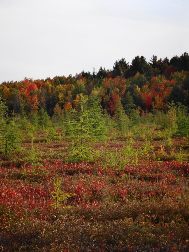 Stunted trees are scattered across the flat surface of the Mer Bleue bog, with a forested ridge in the background.