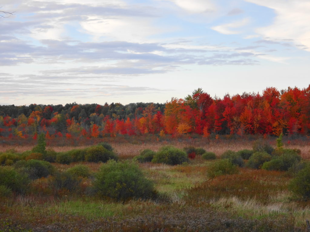 Across the wetland, a backdrop of maple trees glows red in the late afternoon light.
