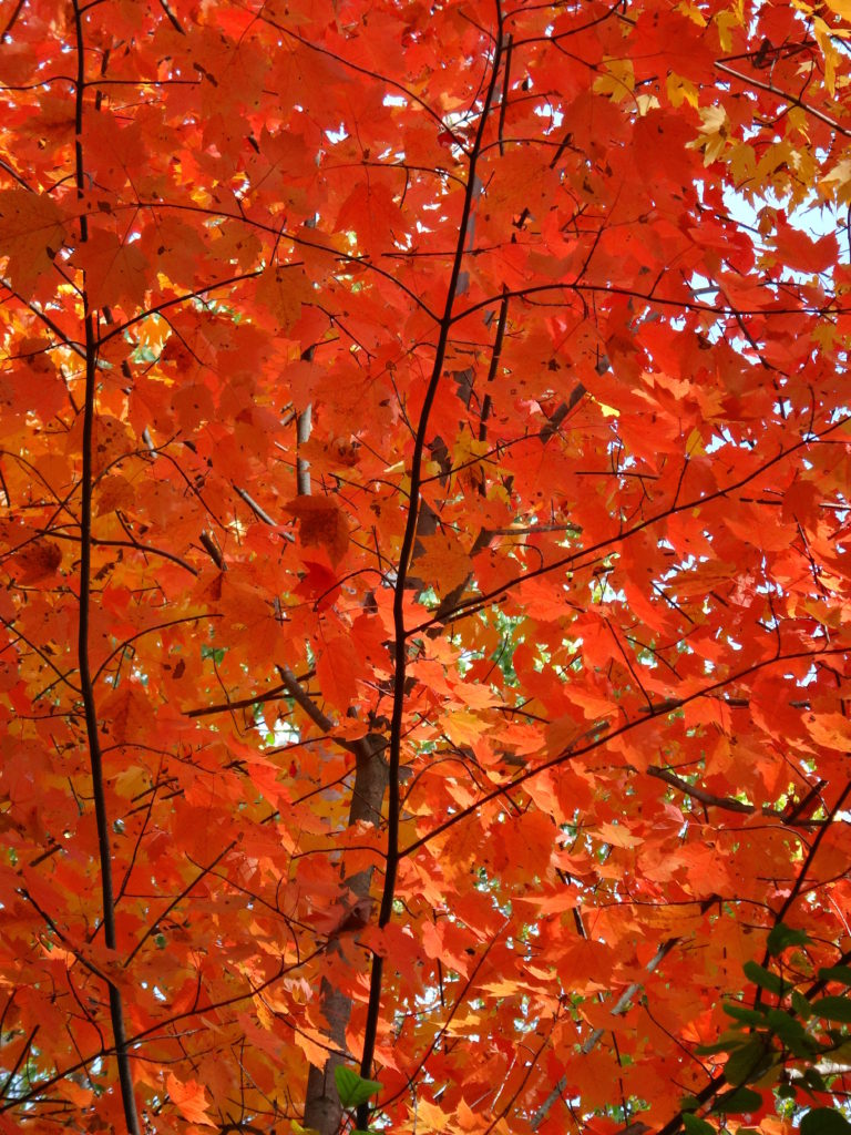 Brilliant red maple leaves fill the photograph.